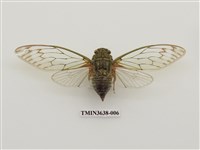 藏品(臺灣騷蟬)的圖片